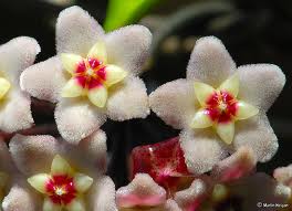 راهنمای نگهداری و پرورش گل و گیاهان زینتی - هویا کارنوزا